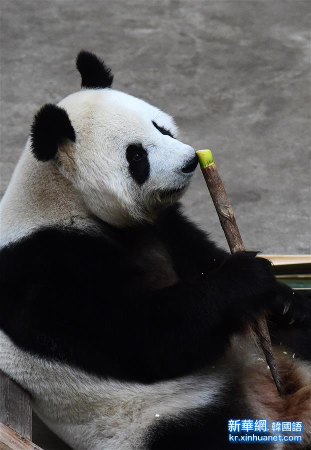（社會）（3）大熊貓“賣萌”度國慶
