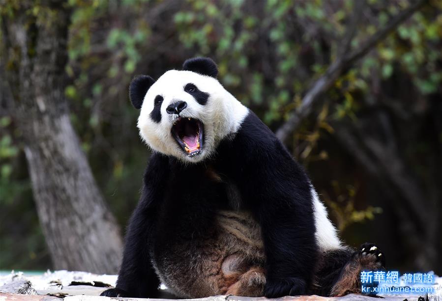 （社会）（4）大熊猫“卖萌”度国庆