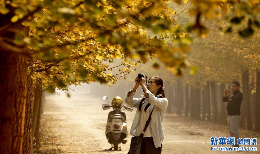（秋季美丽生态）（5）北京：深秋银杏景如画