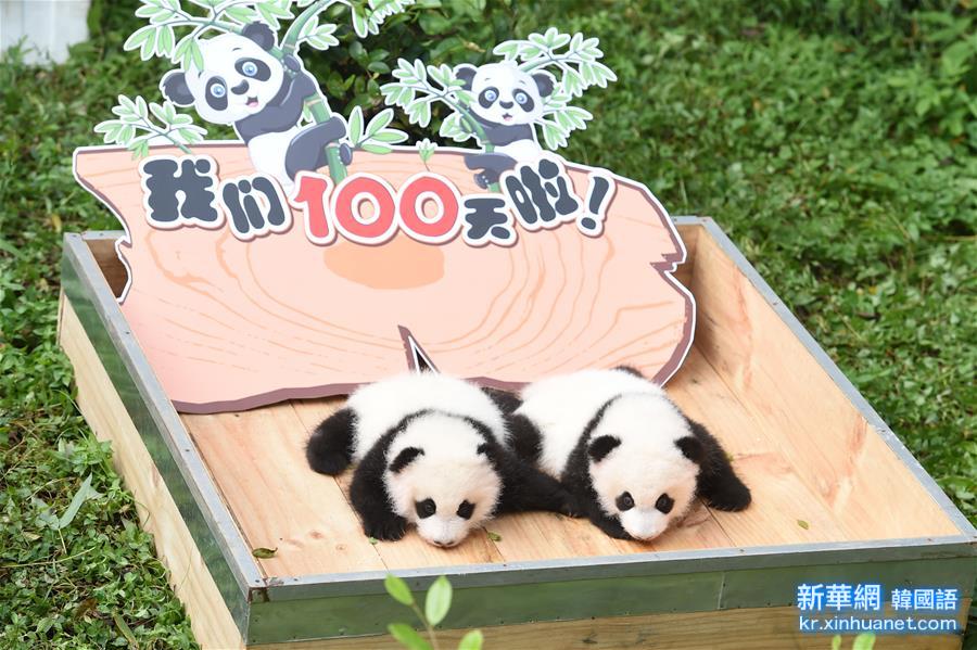 （社会）（1）重庆动物园大熊猫双胞胎满“百日”
