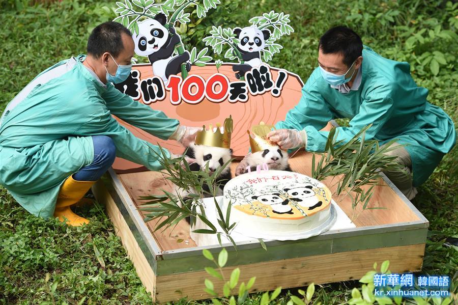 （社會）（2）重慶動物園大熊貓雙胞胎滿“百日”