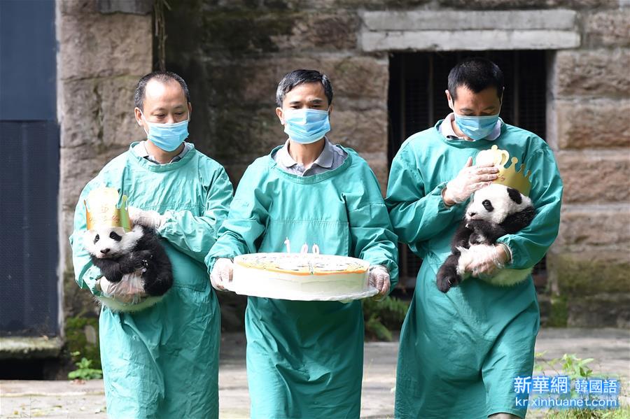 （社会）（3）重庆动物园大熊猫双胞胎满“百日”