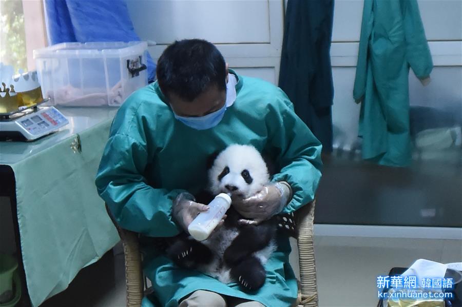（社会）（4）重庆动物园大熊猫双胞胎满“百日”