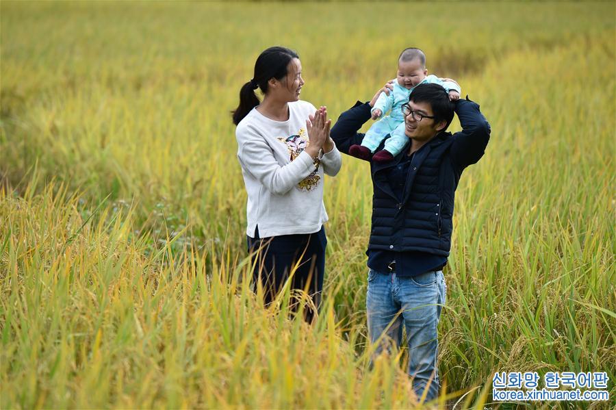 （图片故事）（1）在金色的田野上——“80后”“水稻夫妻”的收获