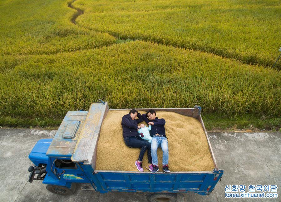 （图片故事）（6）在金色的田野上——“80后”“水稻夫妻”的收获
