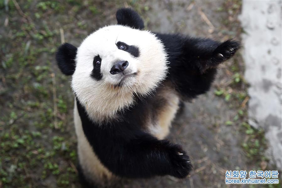 （社会）（1）旅美大熊猫回国后首次亮相