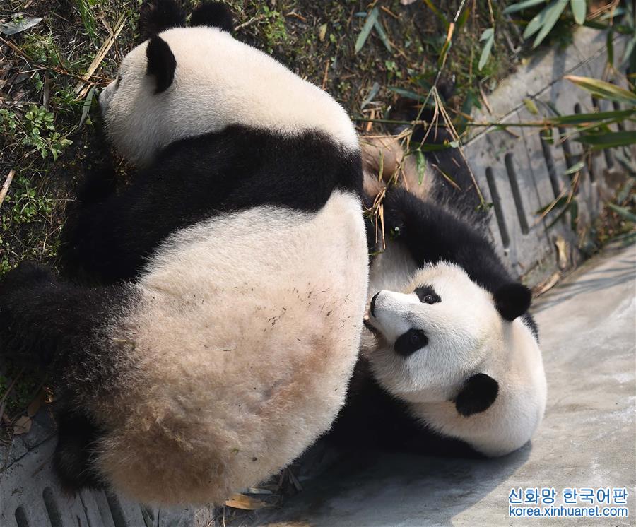 （社会）（2）旅美大熊猫回国后首次亮相