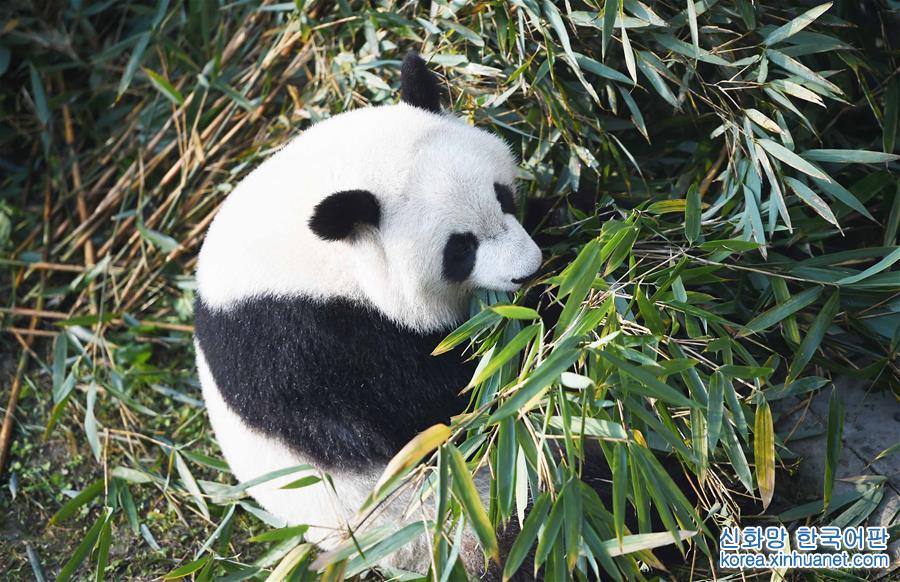 （社会）（3）旅美大熊猫回国后首次亮相