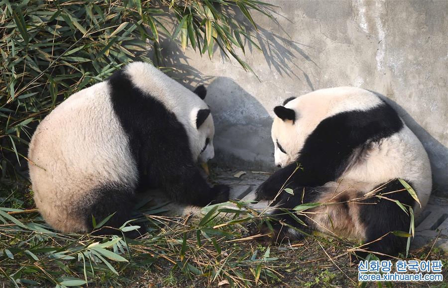 （社会）（4）旅美大熊猫回国后首次亮相