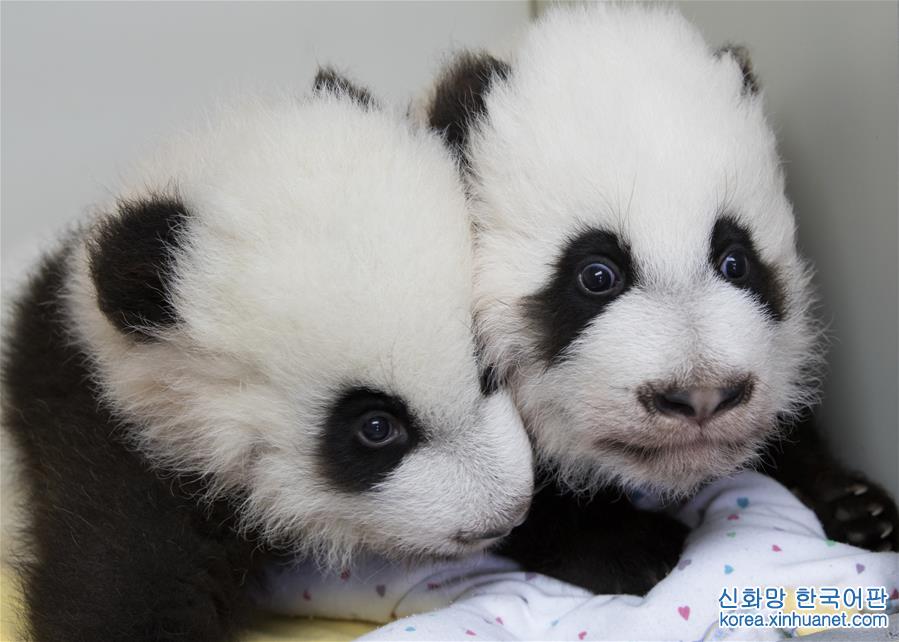（外代一线）（1）美国亚特兰大动物园为大熊猫双胞胎命名