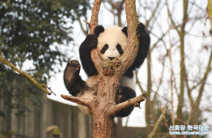（年终报道）（1）大熊猫这一年的“网红”生活