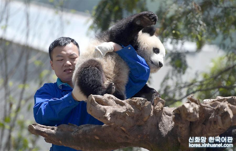 （年终报道）（5）大熊猫这一年的“网红”生活