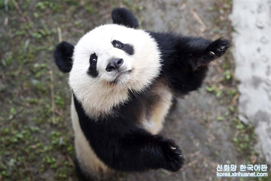 （年终报道）（6）大熊猫这一年的“网红”生活