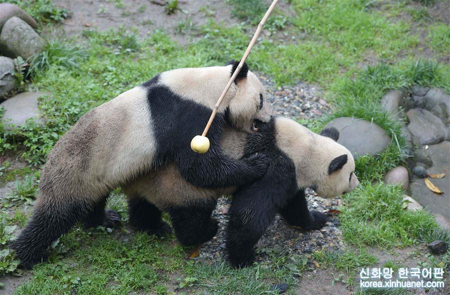 （年终报道）（9）大熊猫这一年的“网红”生活
