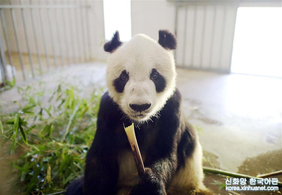 （年终报道）（10）大熊猫这一年的“网红”生活