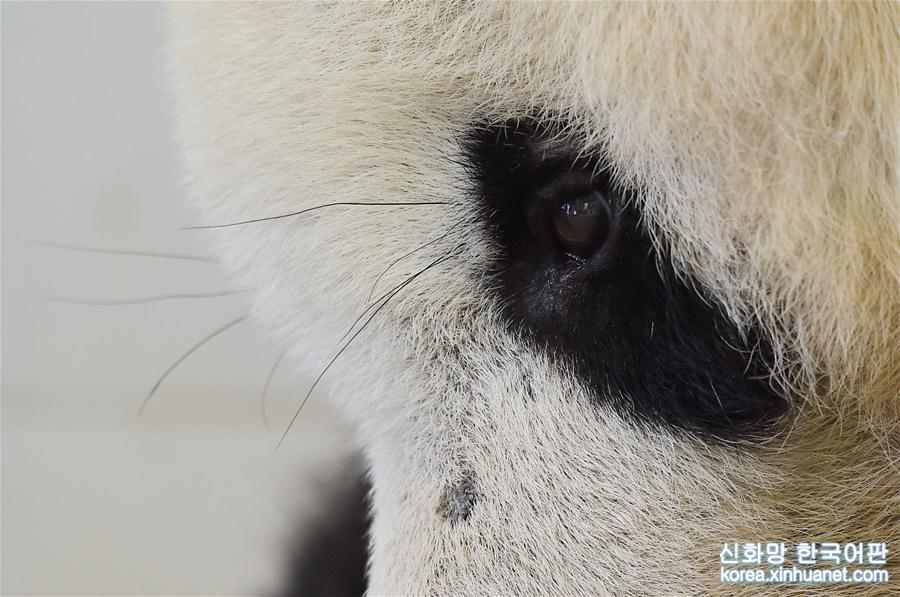 （年终报道）（11）大熊猫这一年的“网红”生活