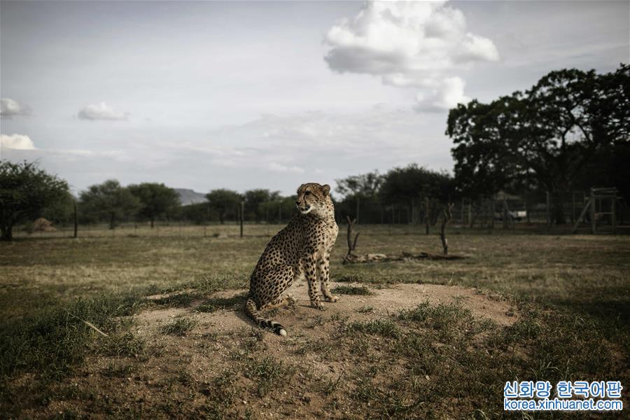 （外代一线）（4）全球猎豹面临濒危 仅剩约7100只