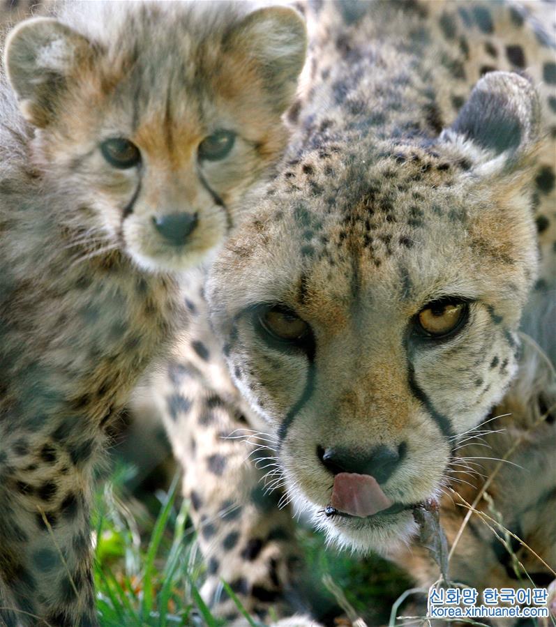 （外代一线）（7）全球猎豹面临濒危 仅剩约7100只