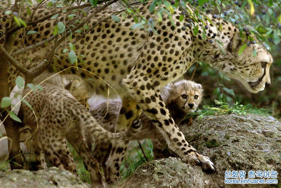 （外代一线）（8）全球猎豹面临濒危 仅剩约7100只
