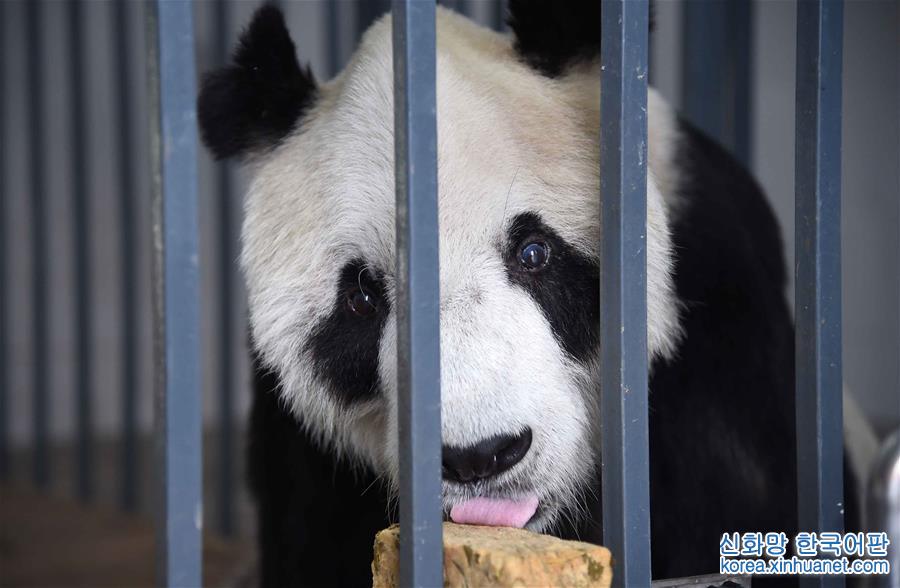 （社会）（1）全球最高龄雄性大熊猫去世