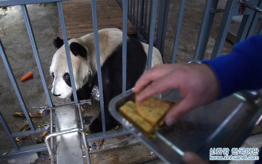 （社会）（2）全球最高龄雄性大熊猫去世
