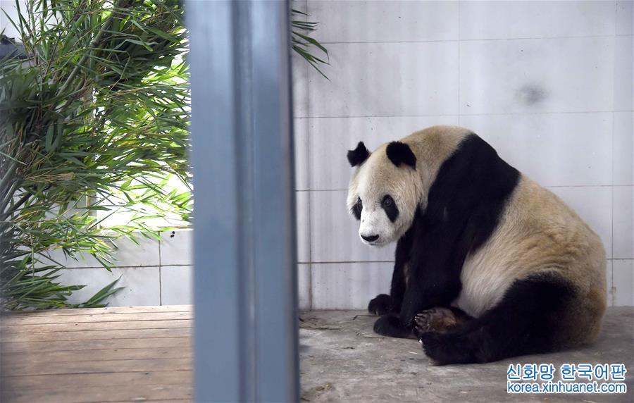 （社会）（3）全球最高龄雄性大熊猫去世