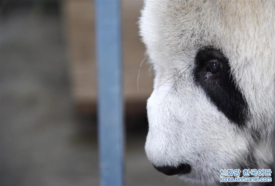 （社会）（4）全球最高龄雄性大熊猫去世