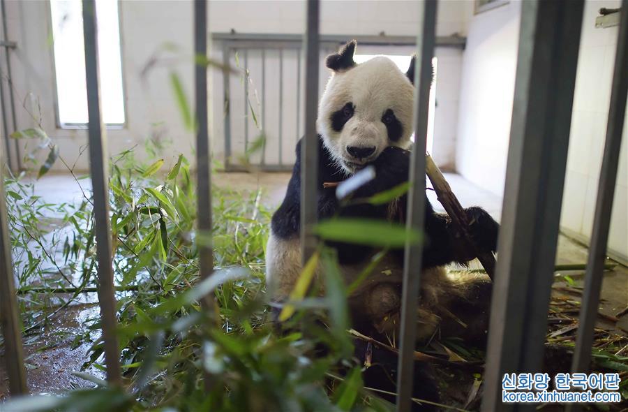 （社会）（5）全球最高龄雄性大熊猫去世