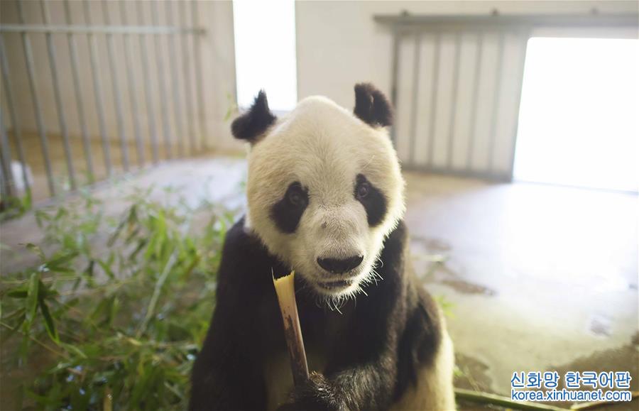（社会）（6）全球最高龄雄性大熊猫去世