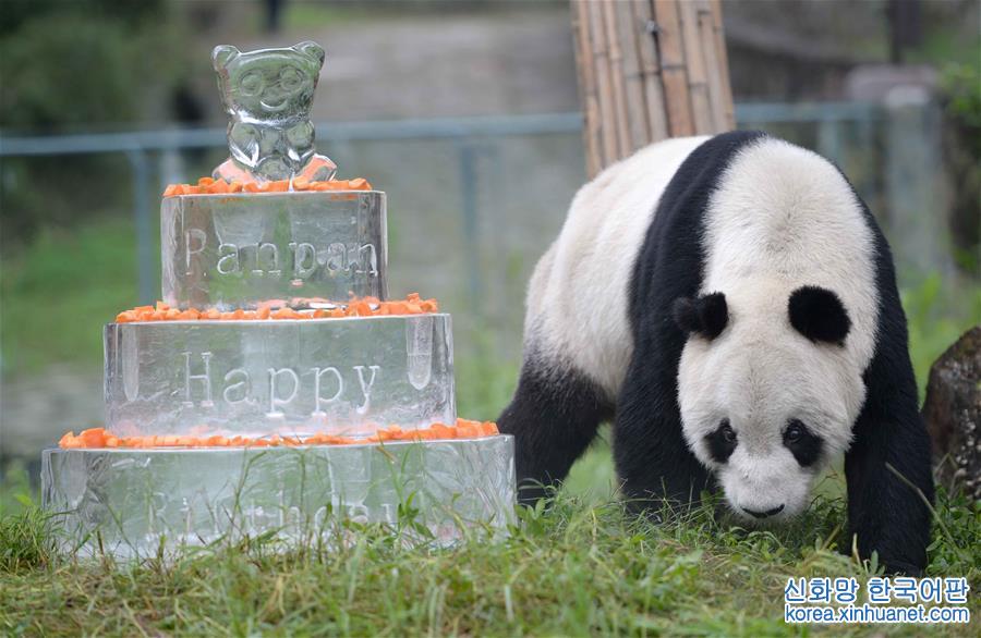 （社会）（7）全球最高龄雄性大熊猫去世