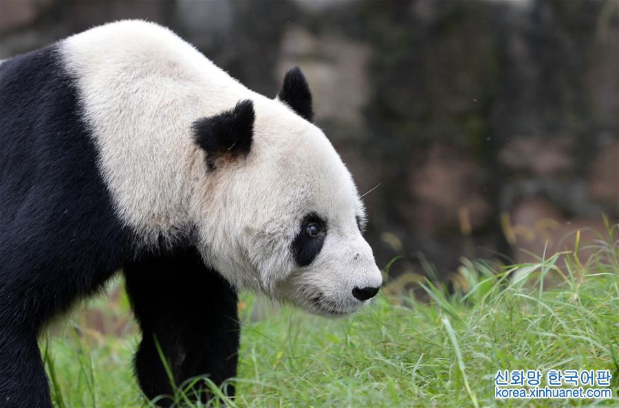 （社会）（8）全球最高龄雄性大熊猫去世