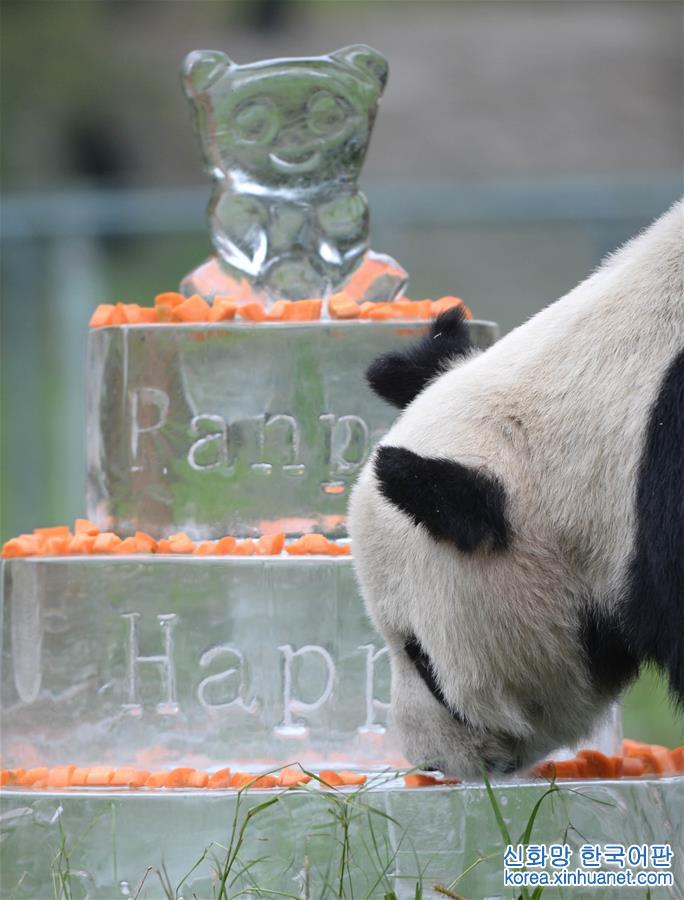 （社会）（9）全球最高龄雄性大熊猫去世