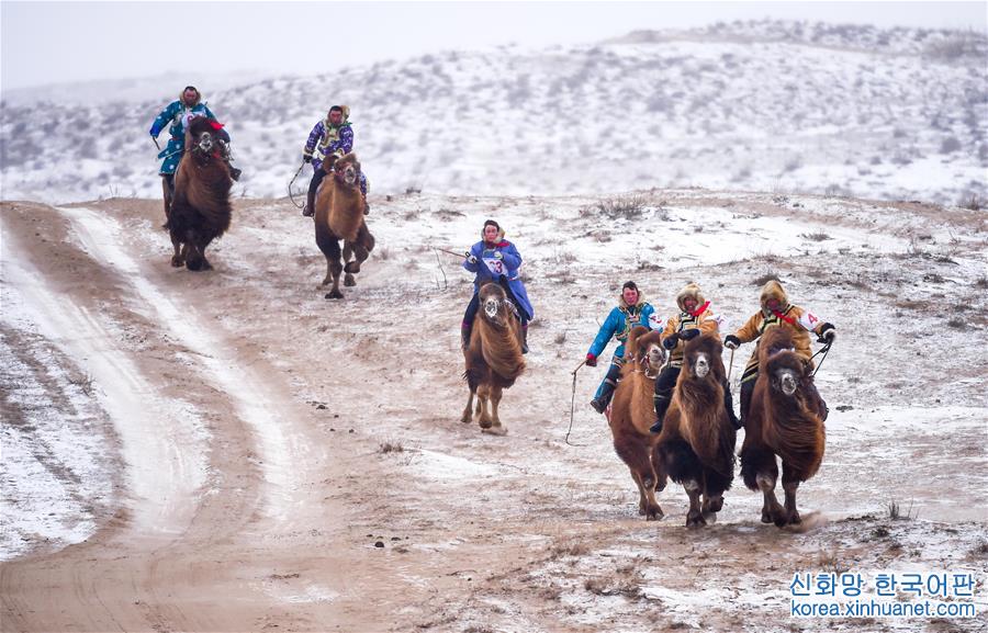 （体育）（2）雪域草原赛骆驼