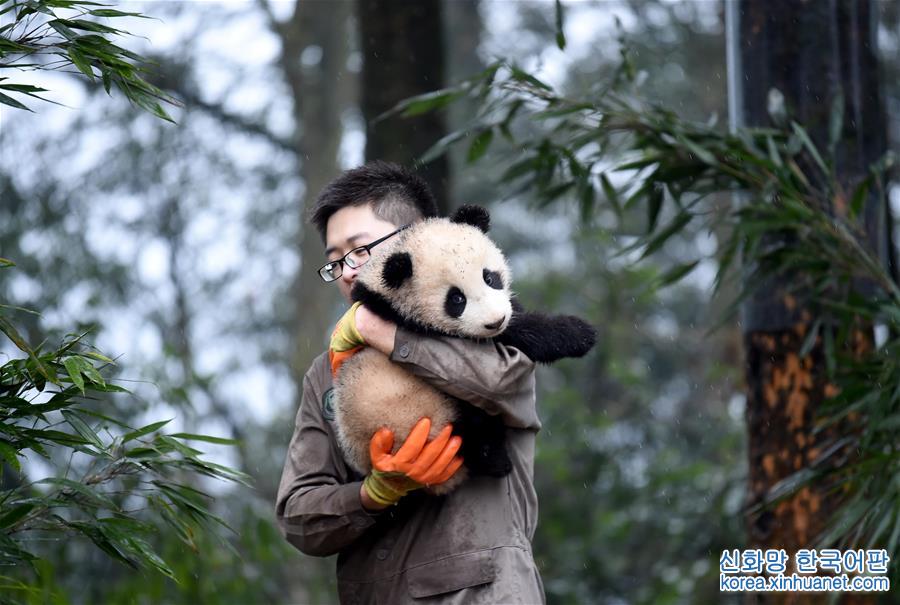 （社会）（11）大熊猫宝宝迎新年