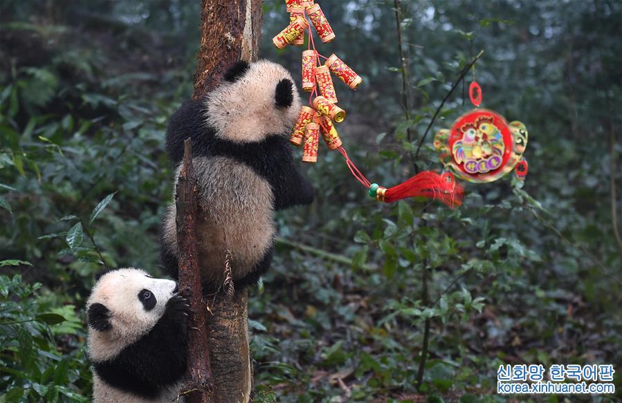 （社会）（4）大熊猫宝宝迎新年