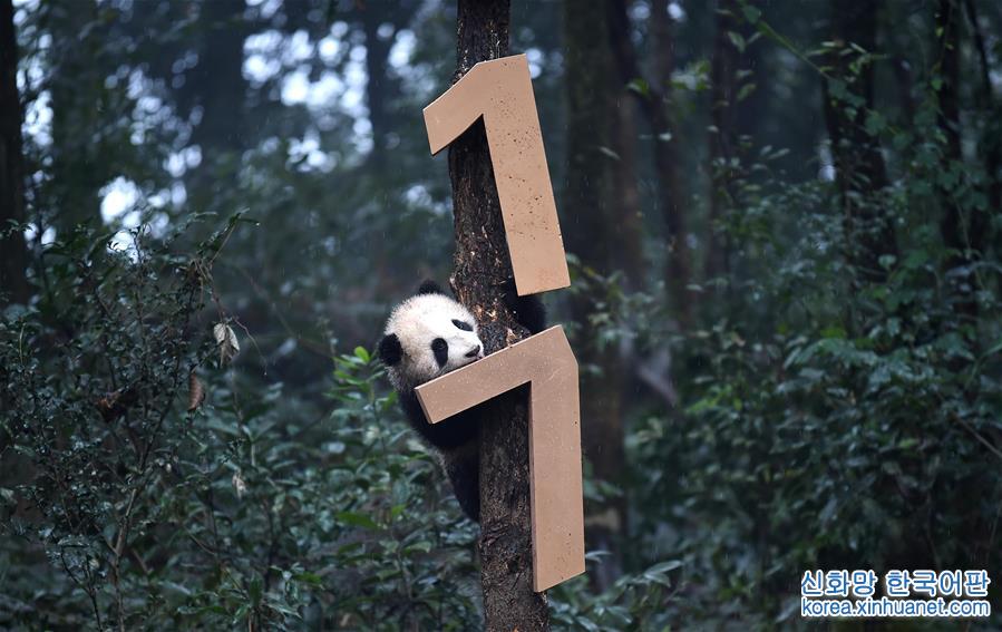 （社会）（13）大熊猫宝宝迎新年