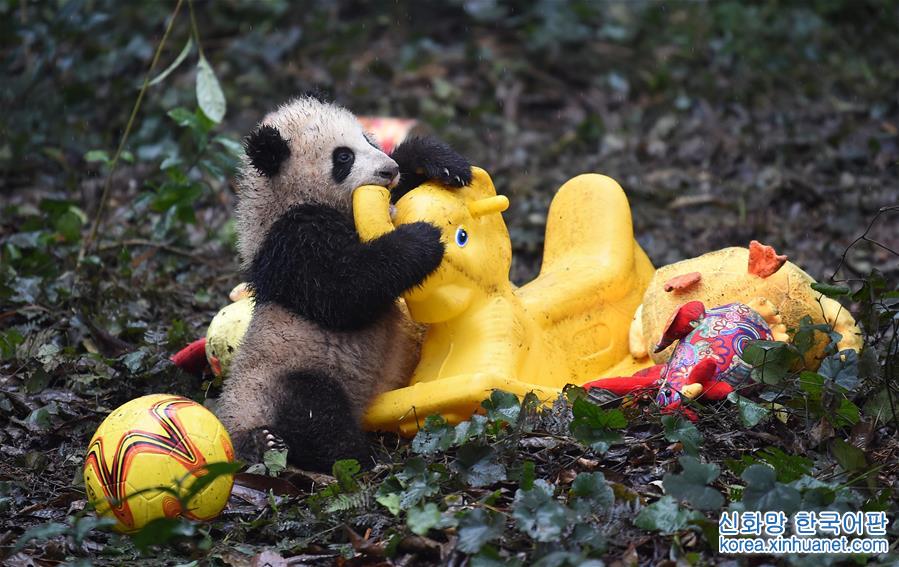（社会）（10）大熊猫宝宝迎新年