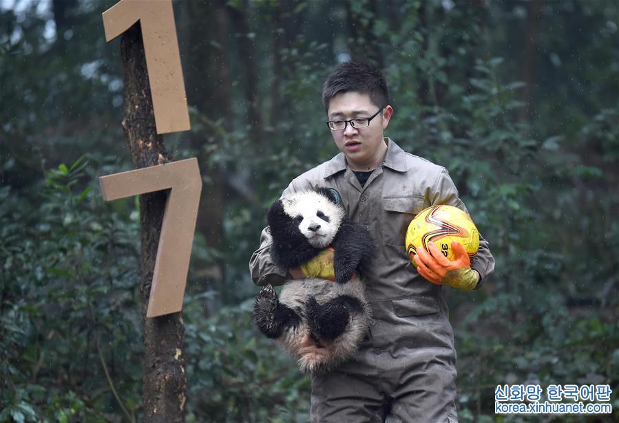（社会）（18）大熊猫宝宝迎新年