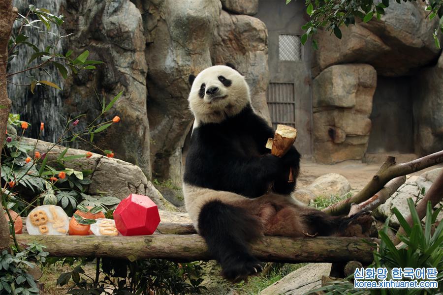 （社会）（1）香港：大熊猫乐享新春大餐
