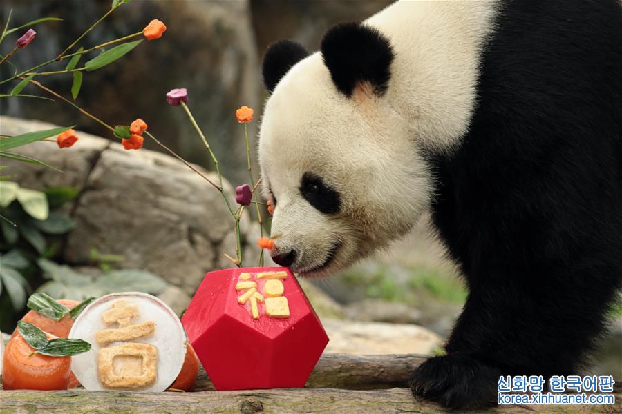 （社会）（2）香港：大熊猫乐享新春大餐