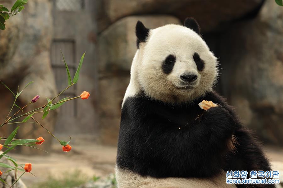 （社会）（3）香港：大熊猫乐享新春大餐