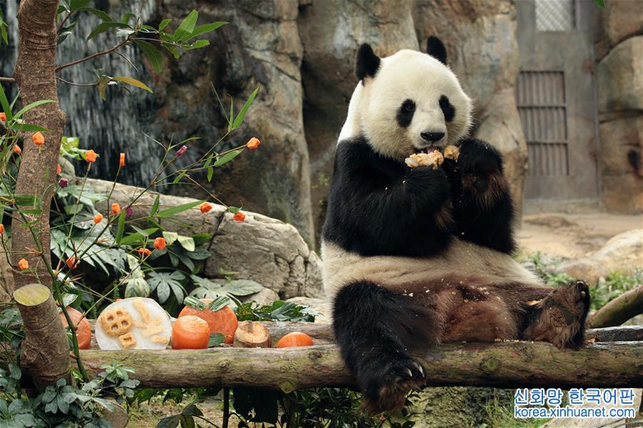 （社会）（4）香港：大熊猫乐享新春大餐
