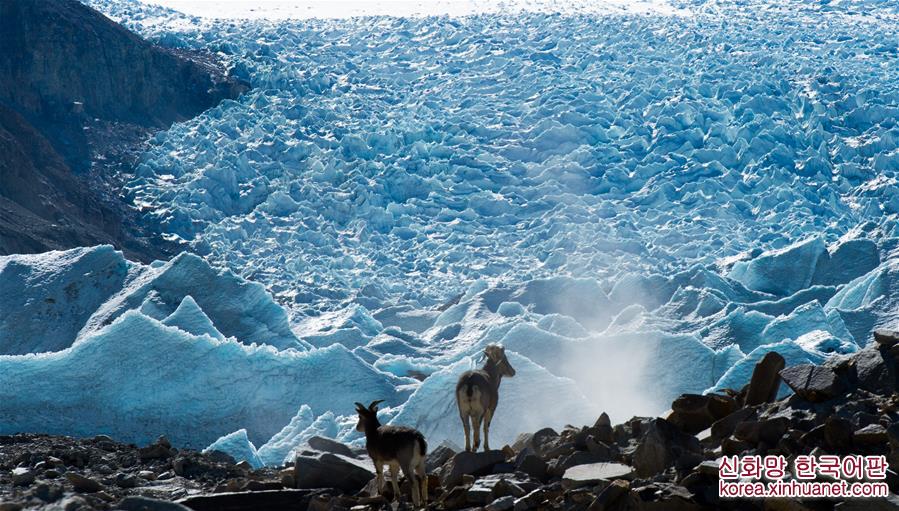 （冬季美丽生态）（6）西藏岗布冰川：流澌争看浴冰川