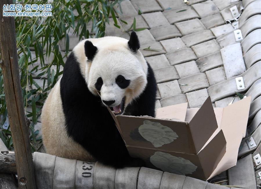 （国际）（3）旅美大熊猫“宝宝”即将回国