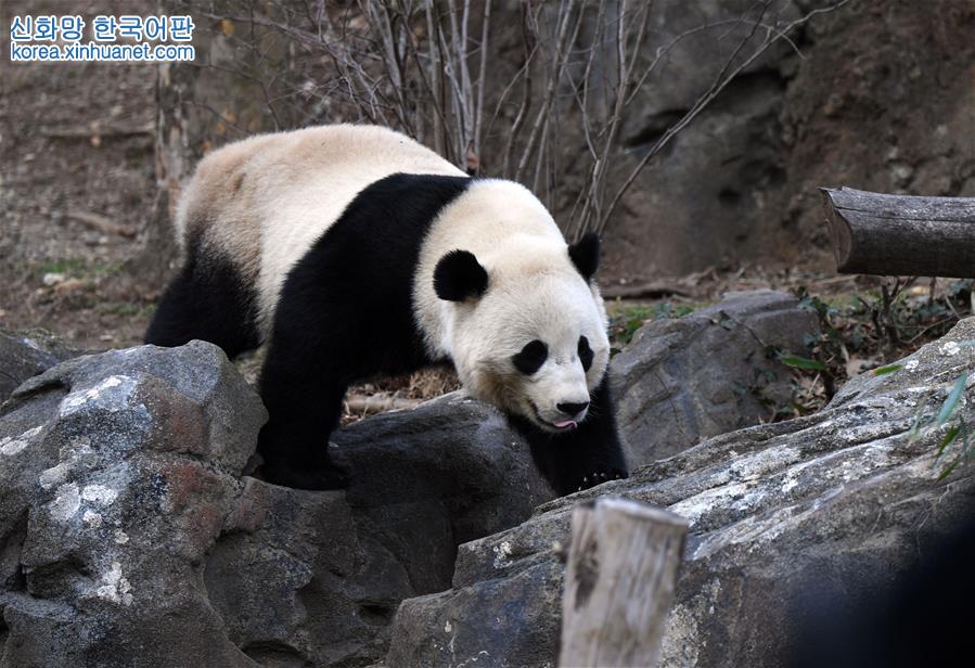（國際）（4）旅美大熊貓“寶寶”即將回國
