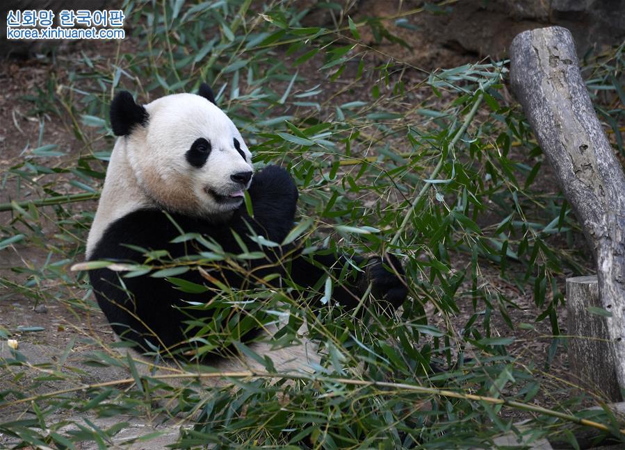 （國際）（5）旅美大熊貓“寶寶”即將回國