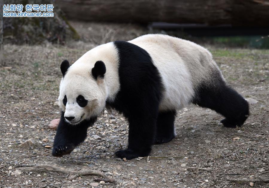 （国际）（6）旅美大熊猫“宝宝”即将回国