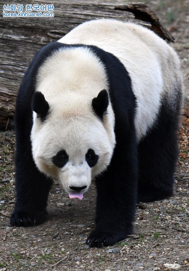 （國際）（7）旅美大熊貓“寶寶”即將回國