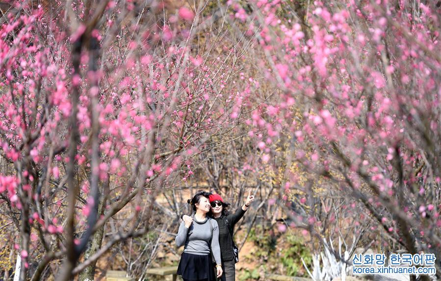 （春季美丽生态）（2）南昌：红梅吐蕊报春来