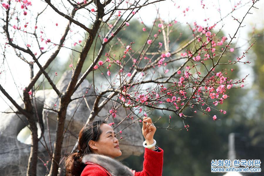 （春季美丽生态）（3）南昌：红梅吐蕊报春来